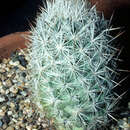 Image of Lloyd's Mariposa Cactus