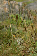 Image of grasses