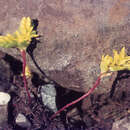 Image of Sierran Mock Stonecrop