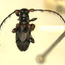 Image of <i>Mimogyaritus fasciatus</i>