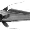 Image of <i>Gadomus melanopterus</i> Gilbert 1905