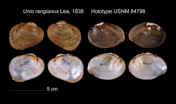 Image of Unionoidea Rafinesque 1820