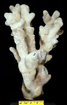 Image of cnidarians