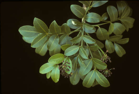Image of aralia