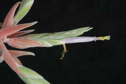 Image of Tillandsia streptophylla Scheidw.