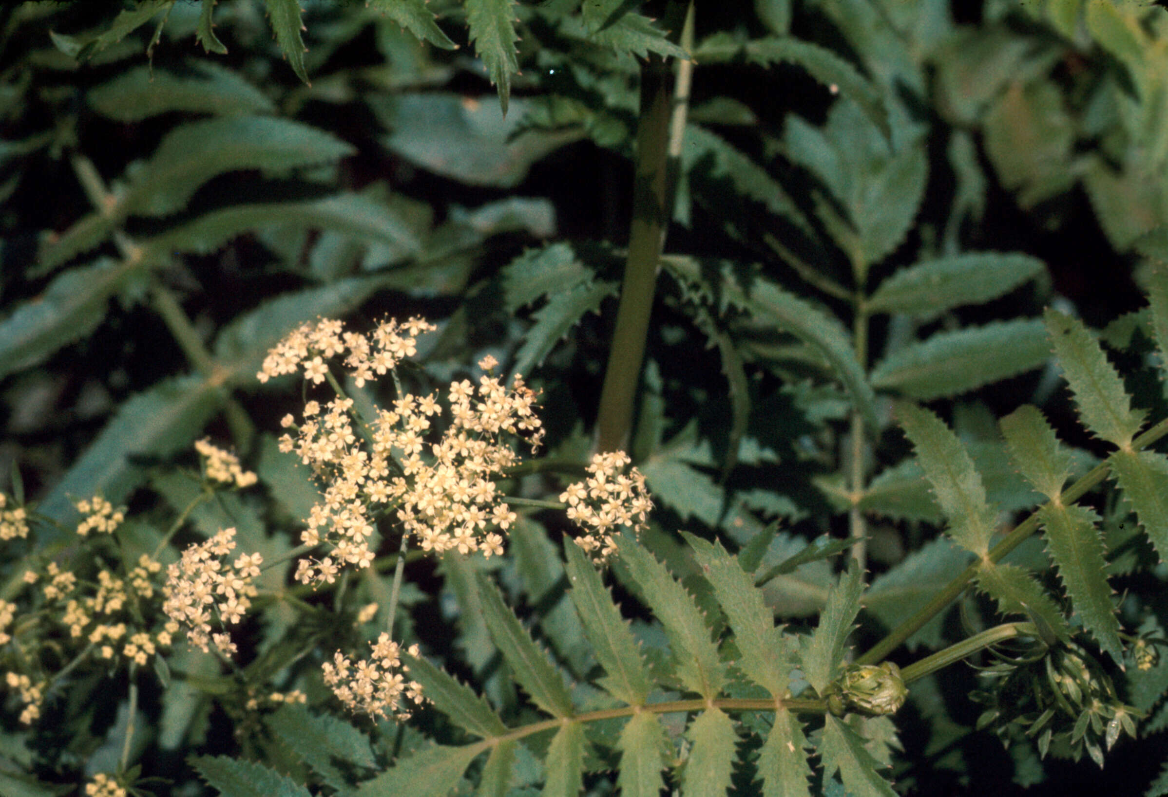 Sambucus ebulus (rights holder: )