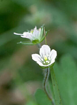 Image of geranium