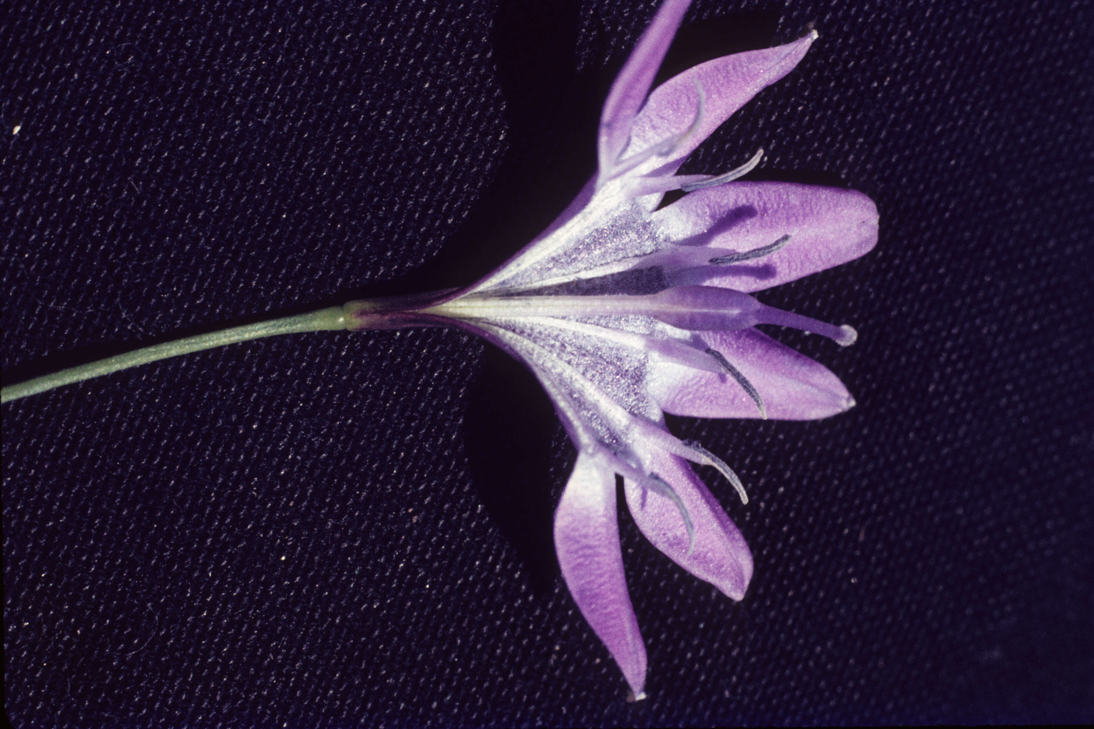 Image of Triplet lily