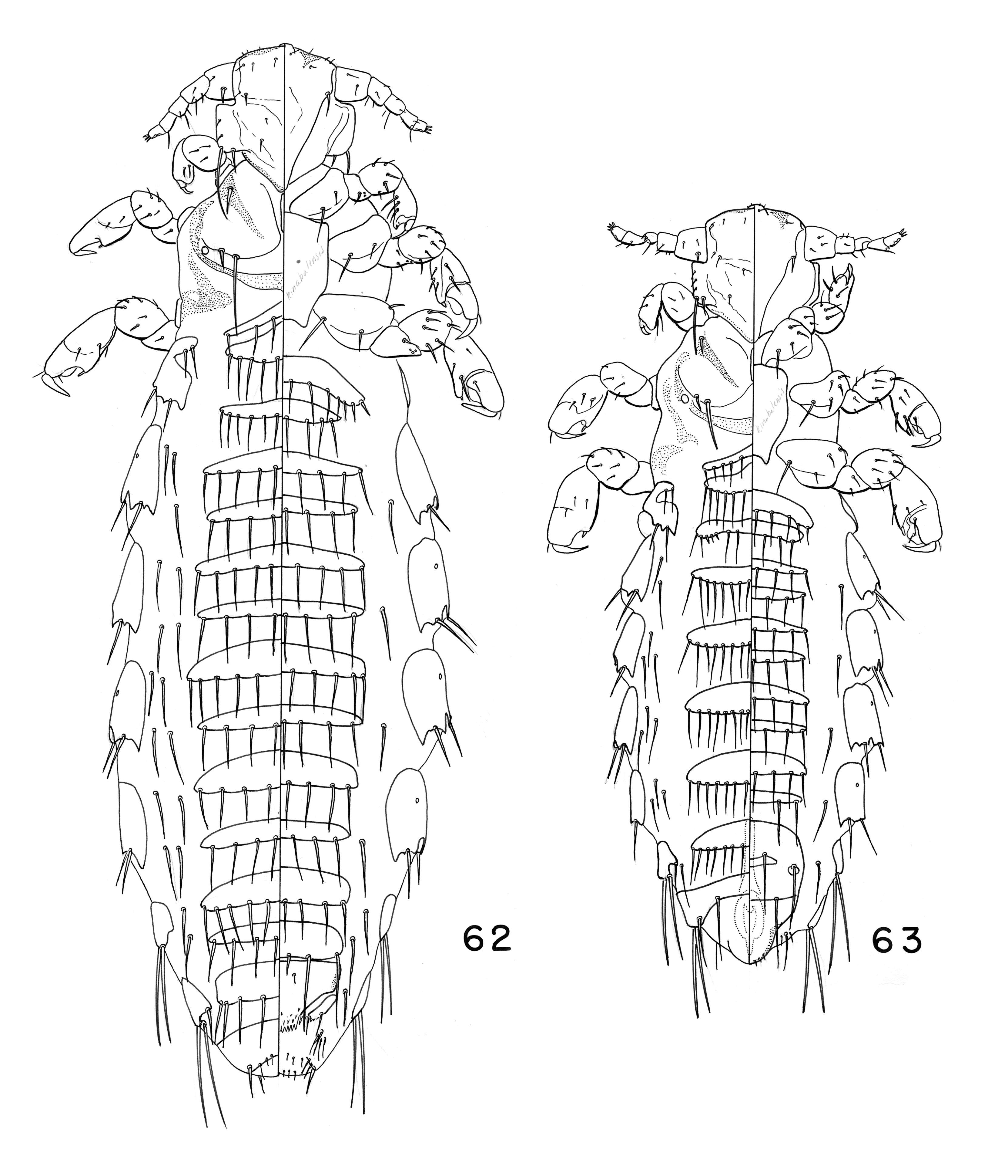 Image of book louse