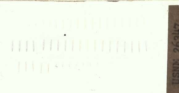Image of segmented worms