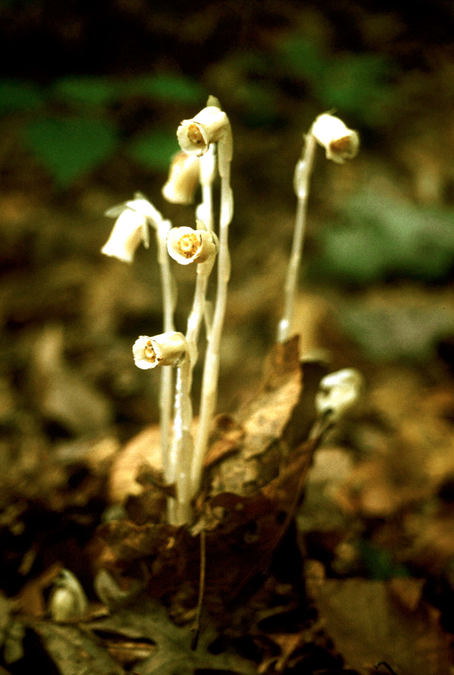 Image of Corpse Plants