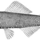 Image of Kroyer&;s lantern fish