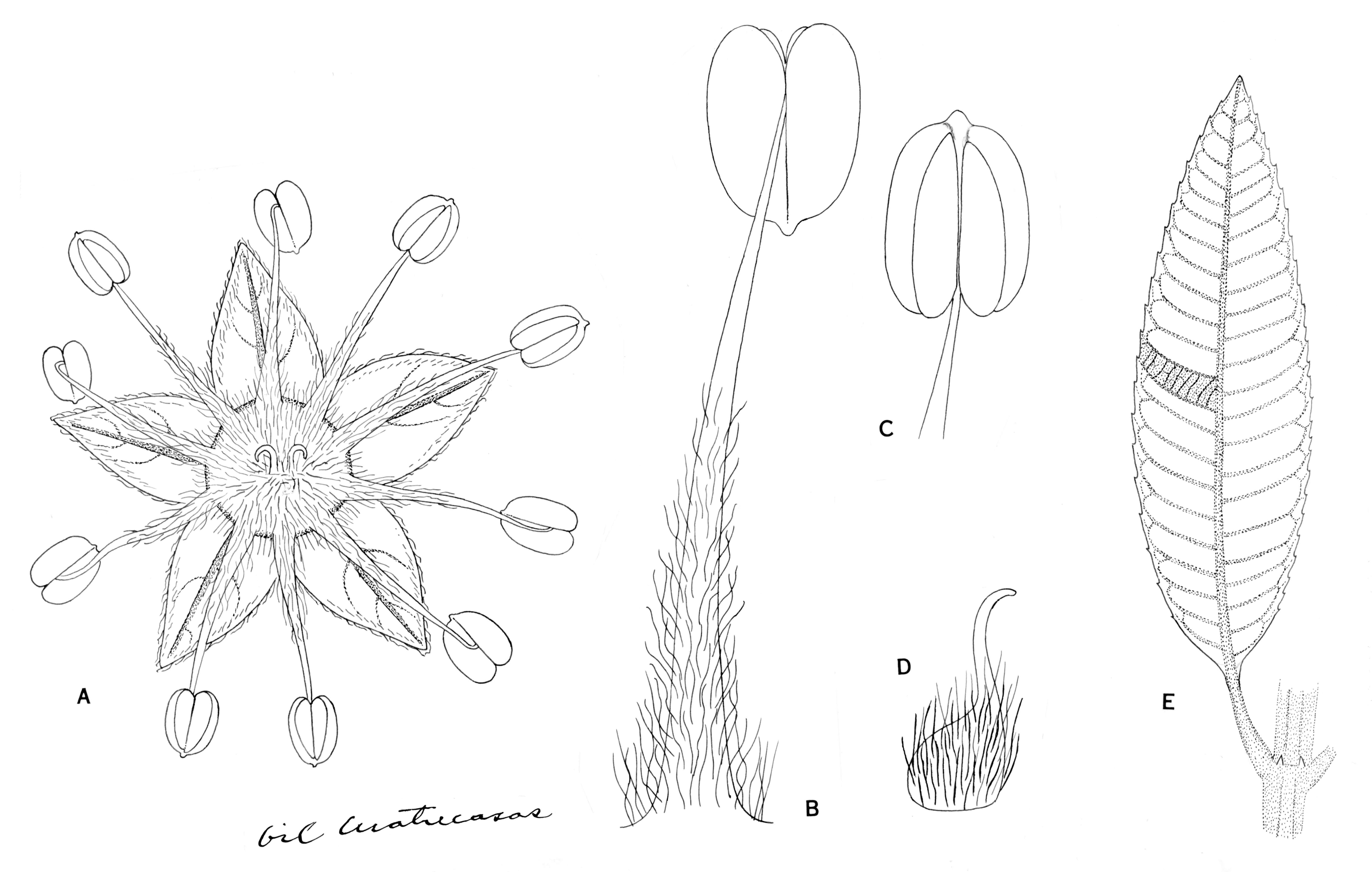 Image of Brunelliaceae
