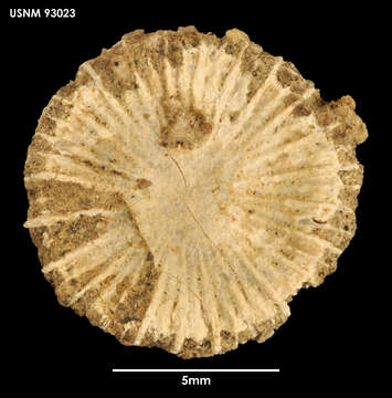 Image of hexacorallians