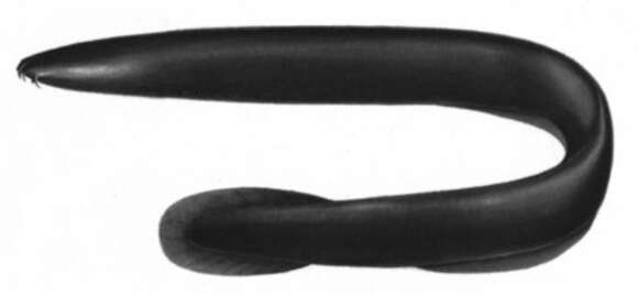 Image of Myxini
