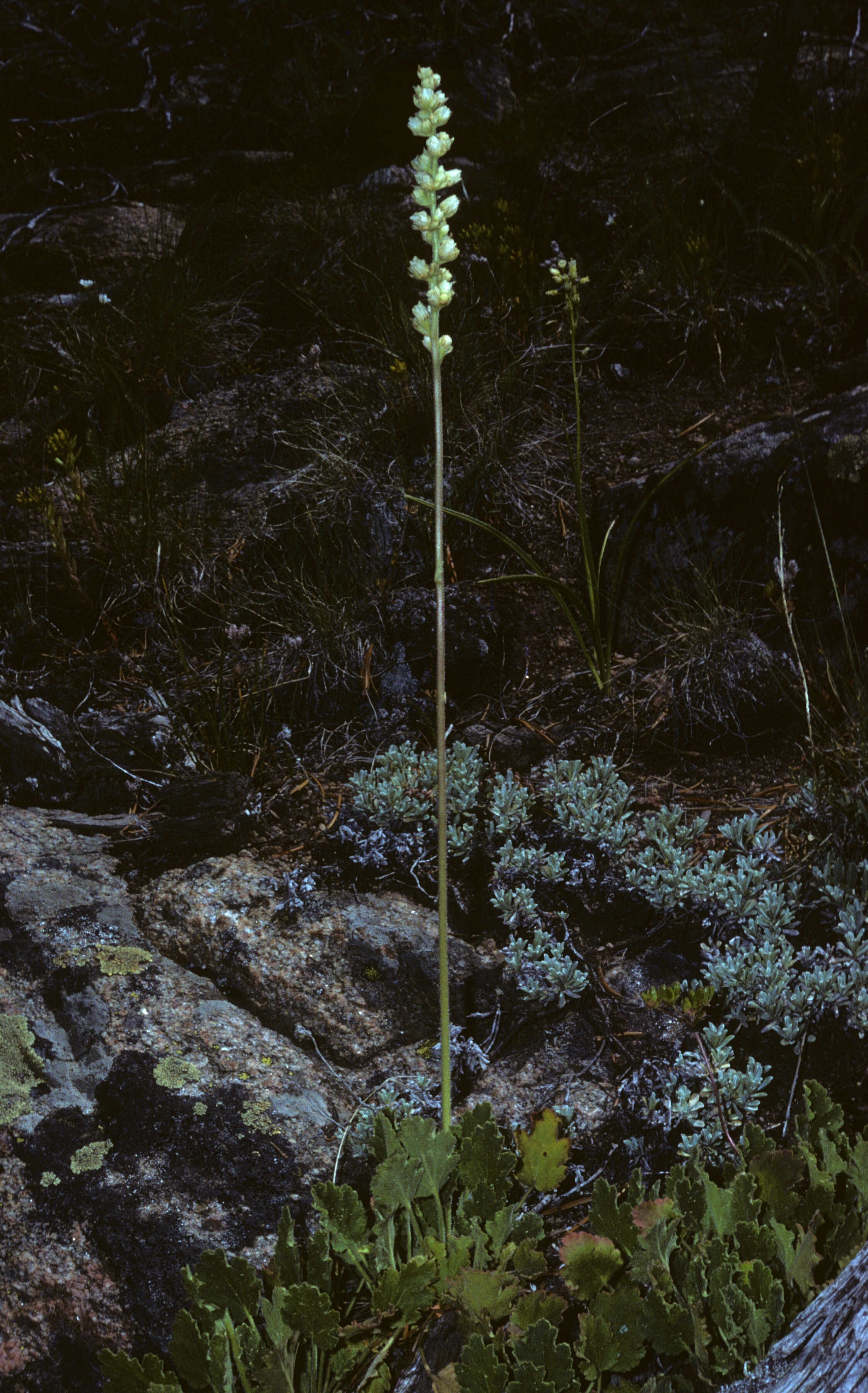 Image of Saxifragales