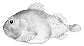 Image of lumpfishes