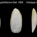 Image of Crepidula glottidiarum Dall 1905