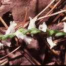 Image of little lady's tresses