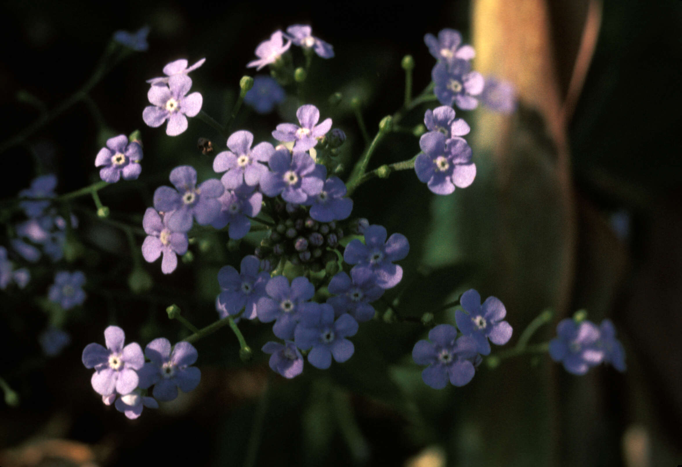 Image of forget-me-not