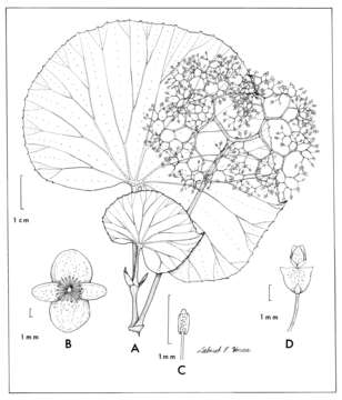 Image of begonia