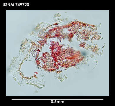 Image of solenogasters