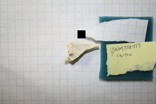 Image of Suliformes