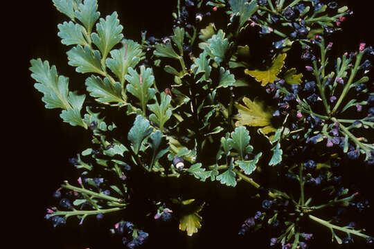 Image of Gymnosperms