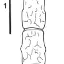 Image of Anthomuda quadrilineata Kensley & Schotte 2000