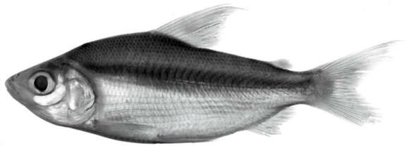 Image of Curimata