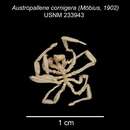 Image of Austropallene cornigera (Möbius 1902)