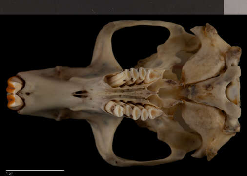Image of therapsid