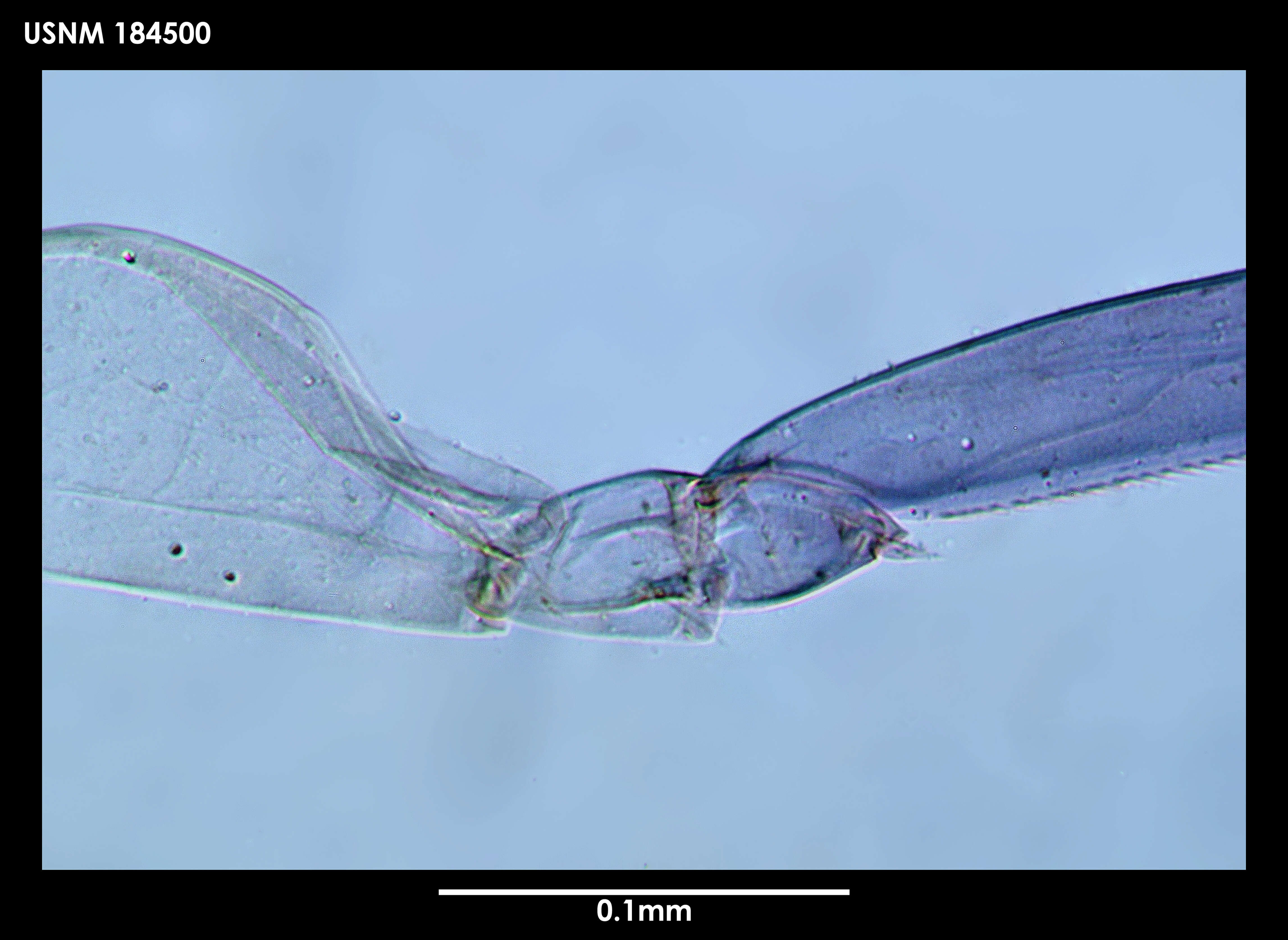 Image of Cryptoniscoidea