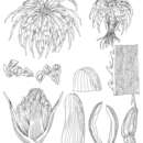 Image of <i>Navia pauciflora</i>