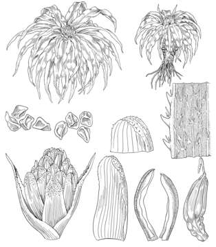 Image of Navia