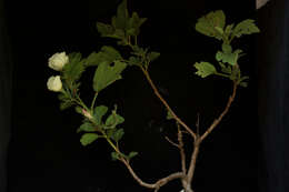 Image of Mallow or Hibiscus Family