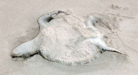 Image of Ridley sea turtles