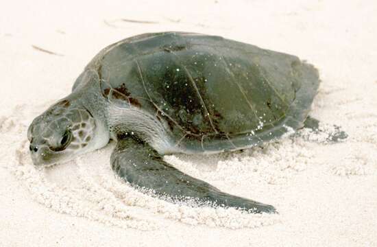 Image of Ridley sea turtles