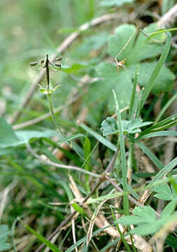 Image of geranium