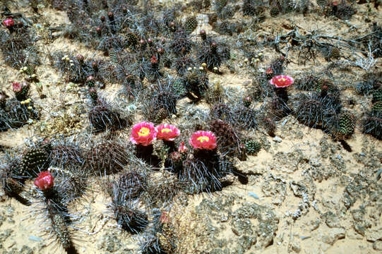Image of Panhandle Prickly-pear