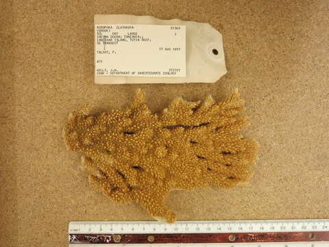 Image of stony corals