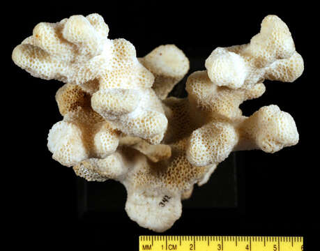 Image of cnidarians