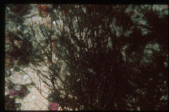 Image of SAR (Stramenopiles, Alveolates, Rhizaria)