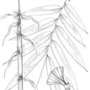 Image of Pseudoxytenanthera monadelpha (Thwaites) Soderstr. & R. P. Ellis