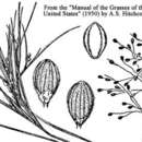 Image of Needle-Leaf Rosette Grass