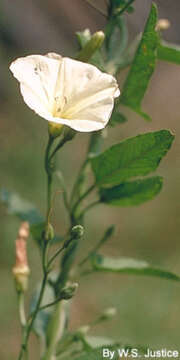 Image of Field bindweed