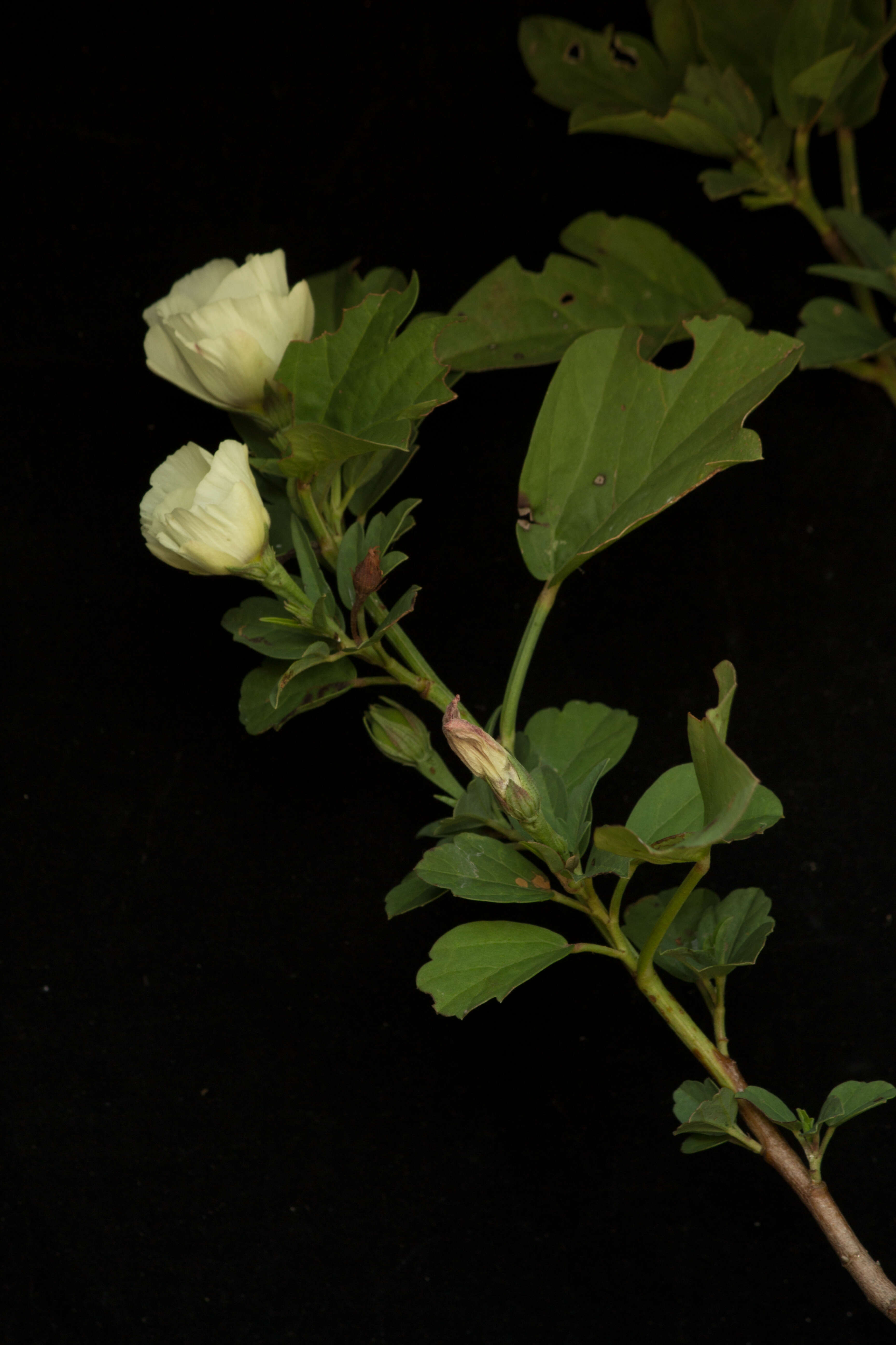 Image of Mallow or Hibiscus Family