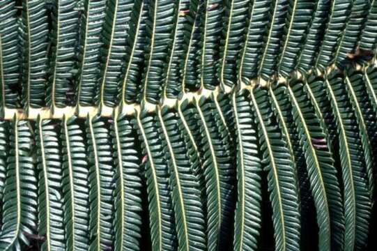 Image of blechnoids