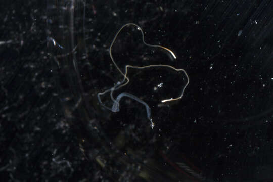 Image of segmented worms