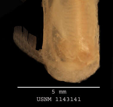 Image of branchiopods